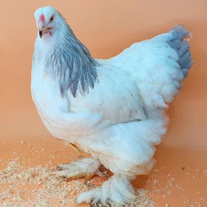 Brahma blanche herminée bleue - la poule