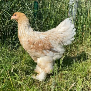 Brahma perdrix dorée maillée blanche - la poule