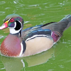 Canard carolin - le couple