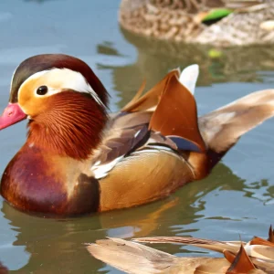 Canard mandarin rouge - le couple