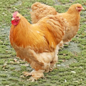 Cochin fauve - la poule