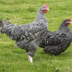 Coucou de Rennes - la poule