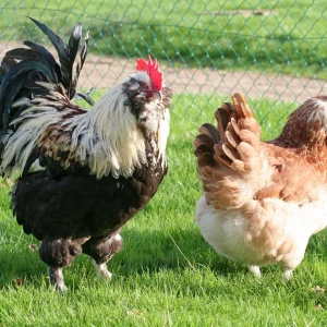 Faverolles - la poule
