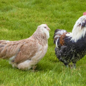 Faverolles naine - la poule