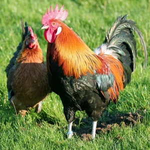 Gauloise dorée - la poule