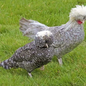 Hollandaise huppée coucou naine - la poule