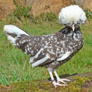 Soie grise bleue barbue grande - la poule