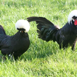 Hollandaise huppée noire naine - le coq