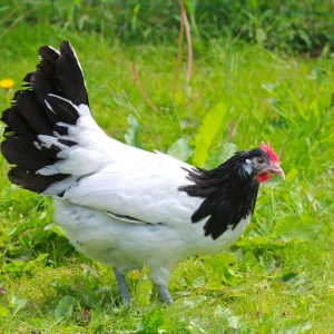 Lakenvelder - la poule