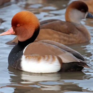 Nette rousse - le couple