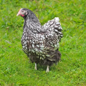 Orpington argentée liseré noir - la poule