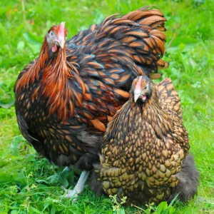 Orpington fauve liseré noir - la poule