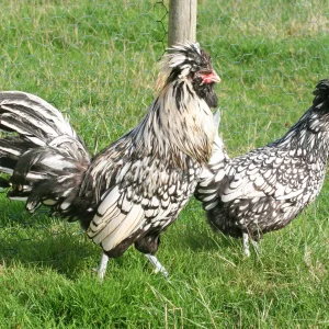 Padoue argentée liseré noir naine - la poule