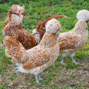 Padoue chamoisée liseré blanc naine - la poule