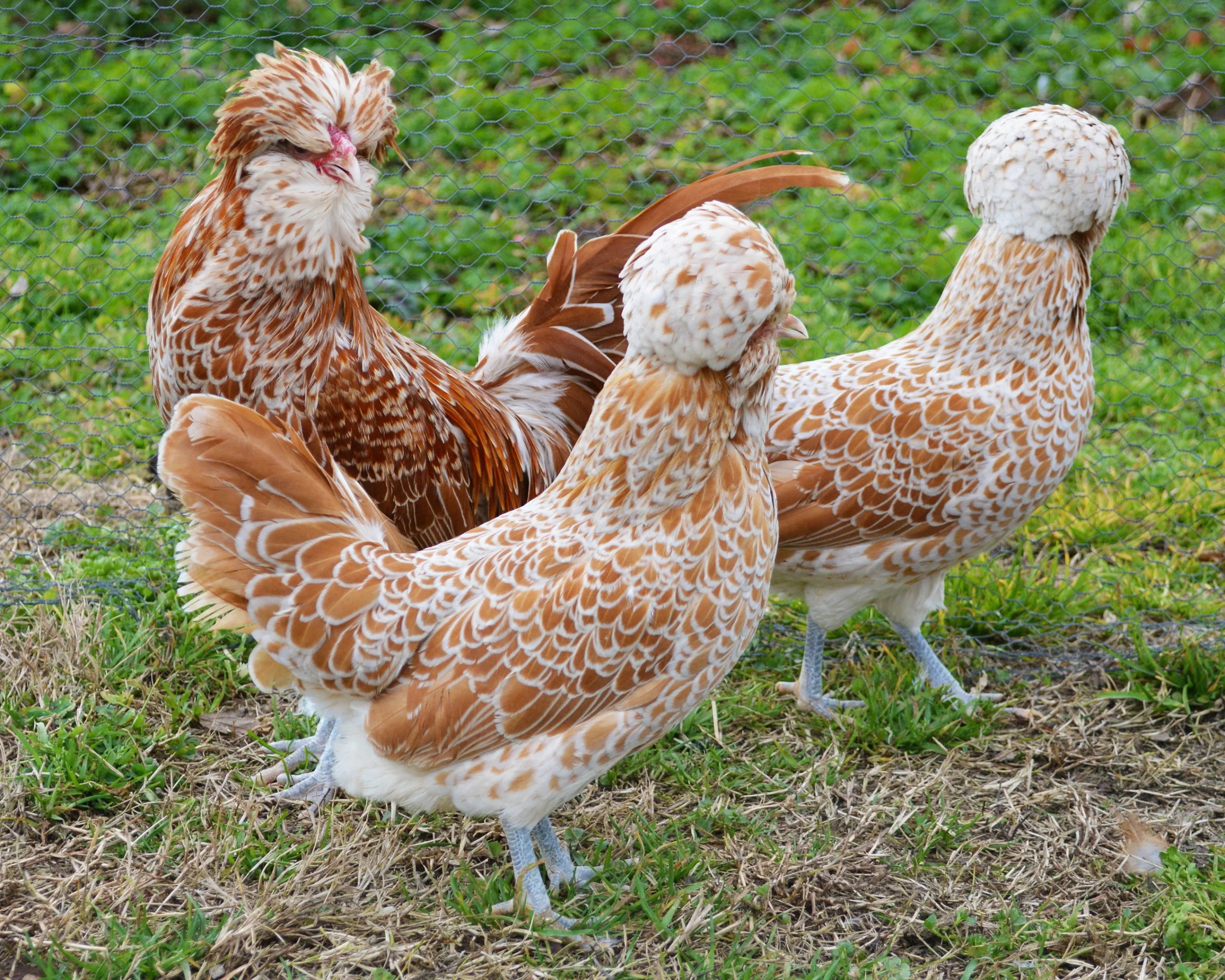 Padoue chamoisée liseré blanc naine - la poule