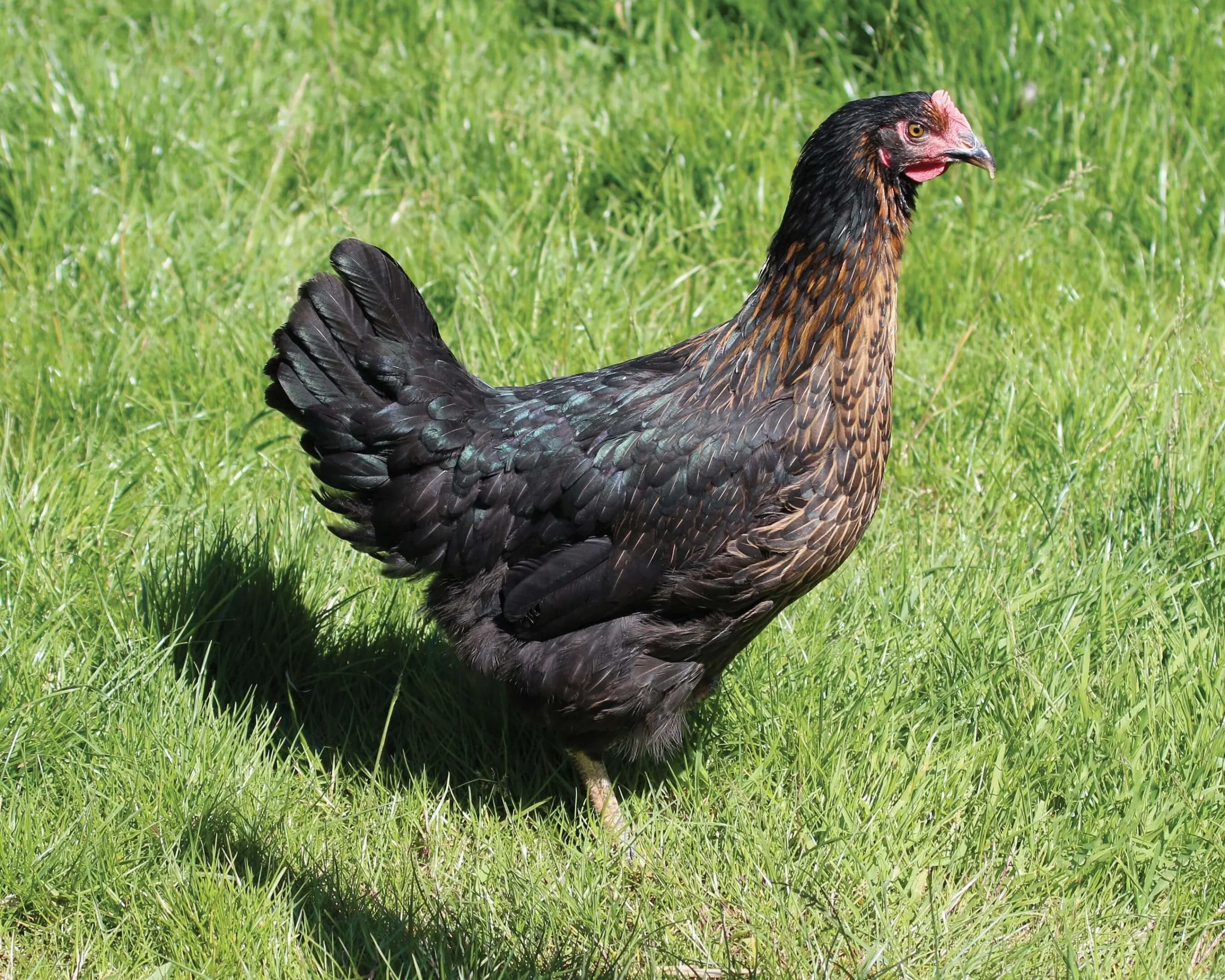 Harco fermière - la poule