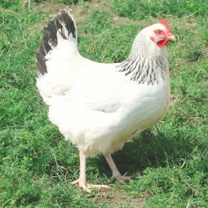 Sussex fermière - la poule