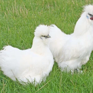 Soie blanche barbue grande - la poule