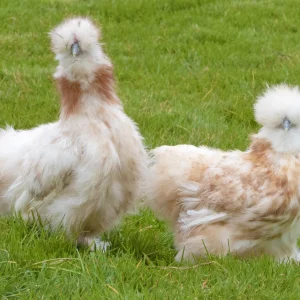 Soie blanche panachée fauve barbue grande - la poule