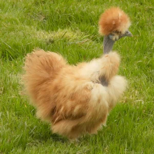 Show Girl rouge - la poule
