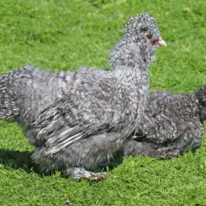Soie coucou barbue grande - la poule