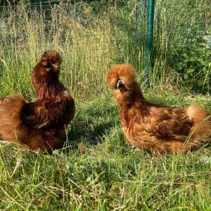Soie rouge barbue grande - la poule