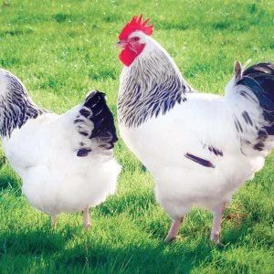 Sussex blanche herminée noire - la poule Sussex blanche herminée noire - la poule