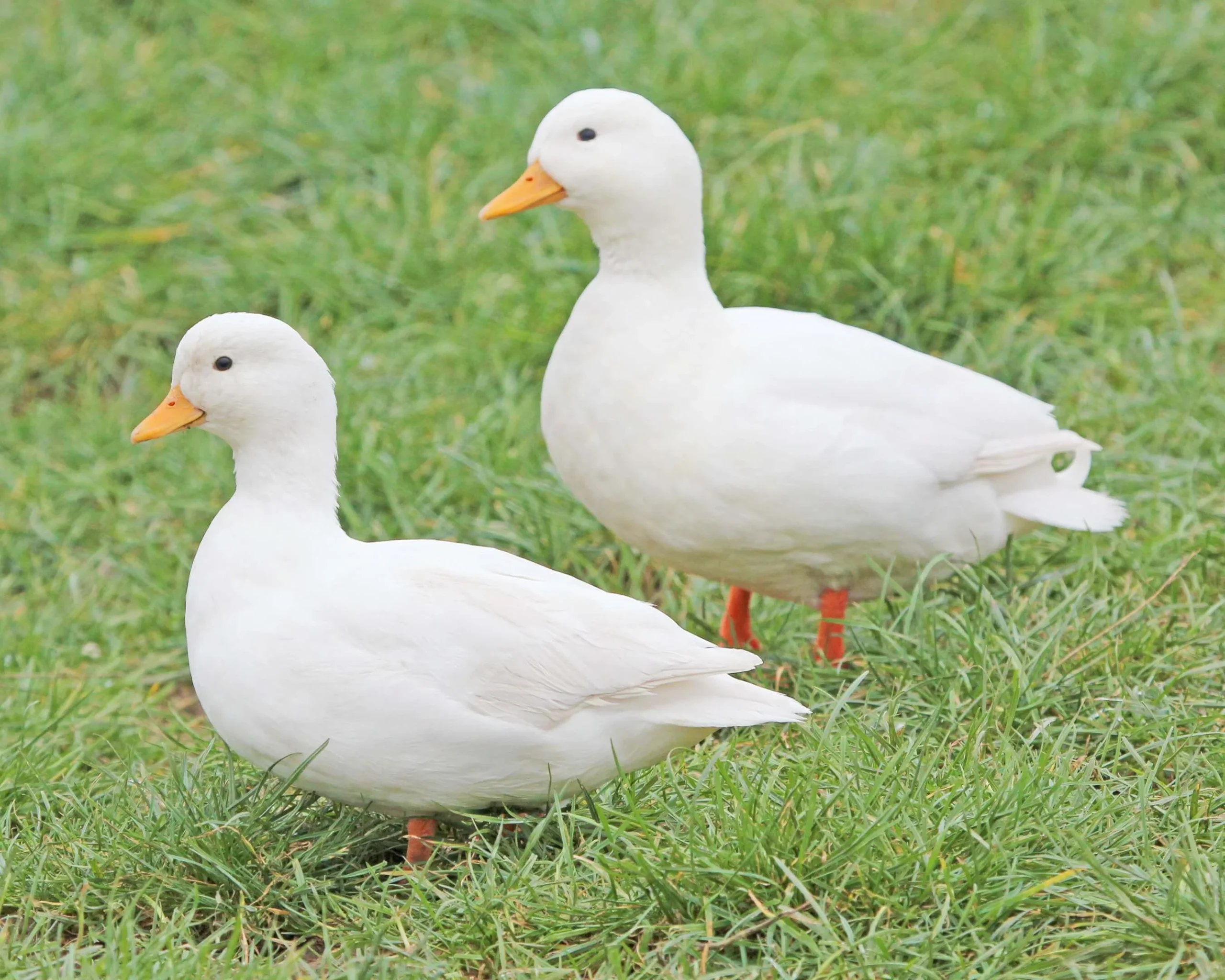 Canard mignon blanc - le couple