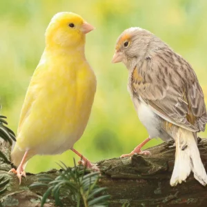 Canari mix couleurs - le couple