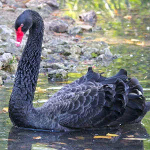 Cygne noir - le couple