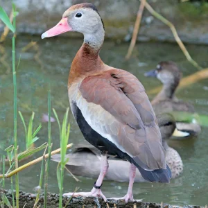 Dendrocygne à ventre noir - le couple
