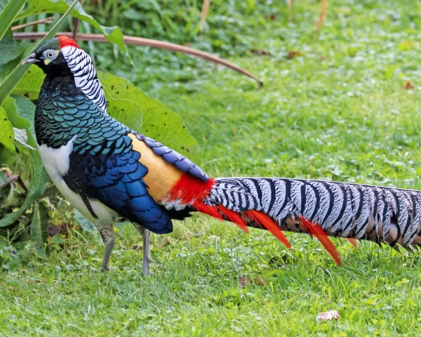 Faisan Lady Amherst – le couple volant - EARL Élevage et Vente d'animaux