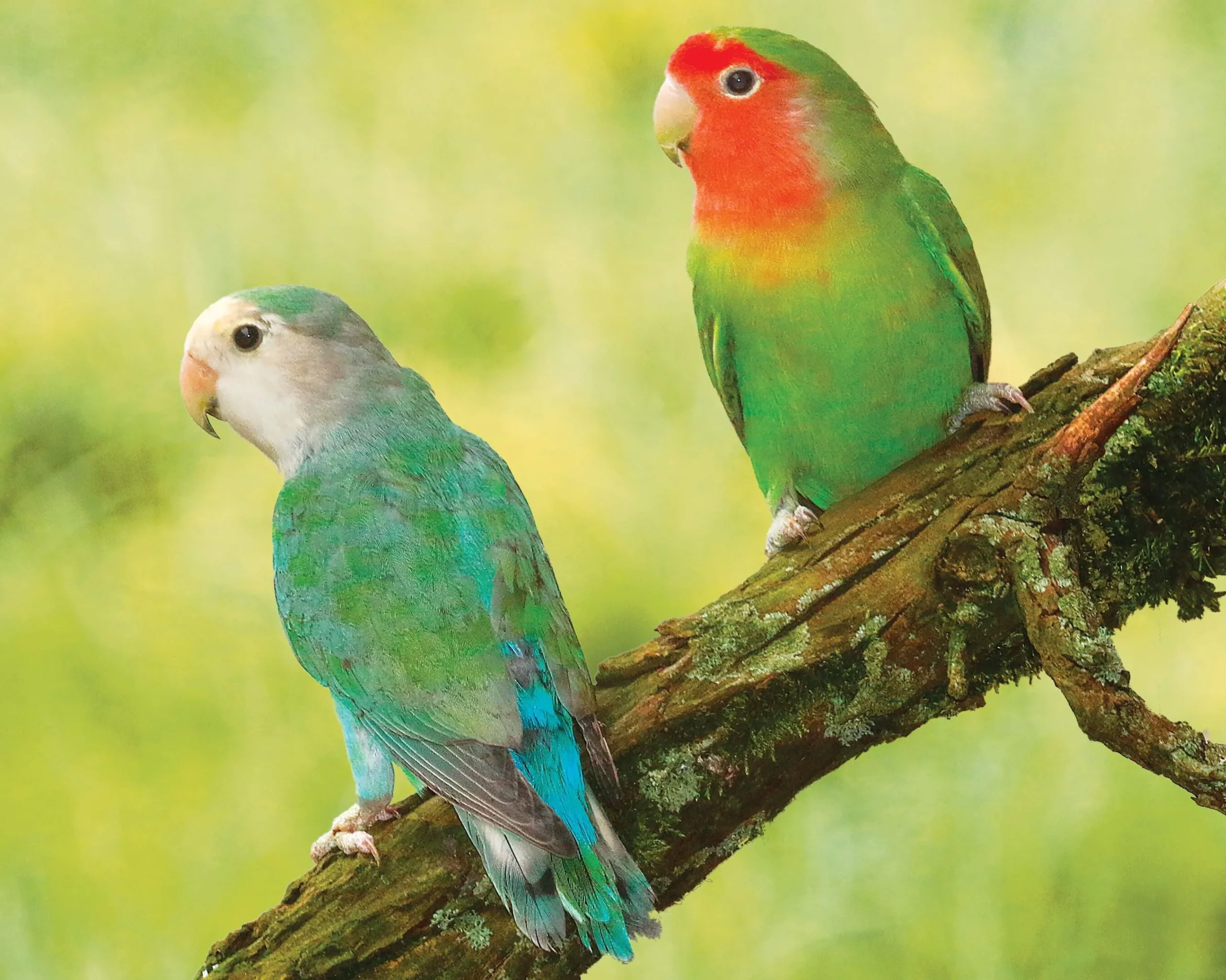 Inséparable Roseicollis - le couple