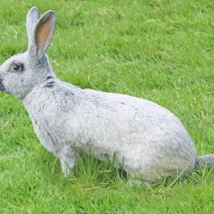 Lapin Argenté de Champagne - le mâle