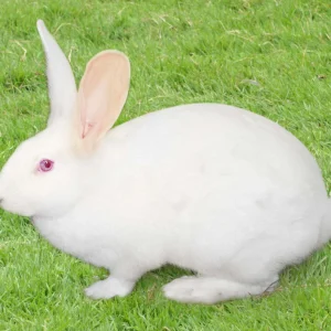 Lapin blanc de Bouscat - le mâle