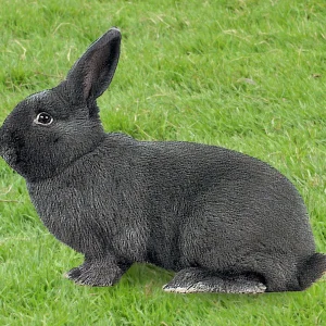 Lapin Bleu de Vienne - le mâle