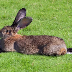 Lapin Géant des Flandres - le mâle