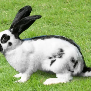 Lapin Papillon français - le mâle