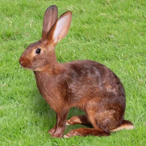 Lapin Lièvre belge - le mâle