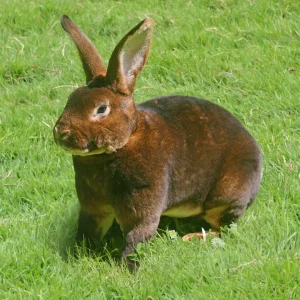 Lapin Rex - le mâle