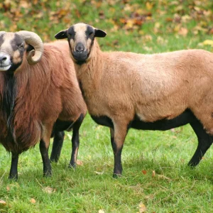 Mouton du Cameroun - le mâle