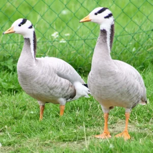 Oie à tête barrée - le couple
