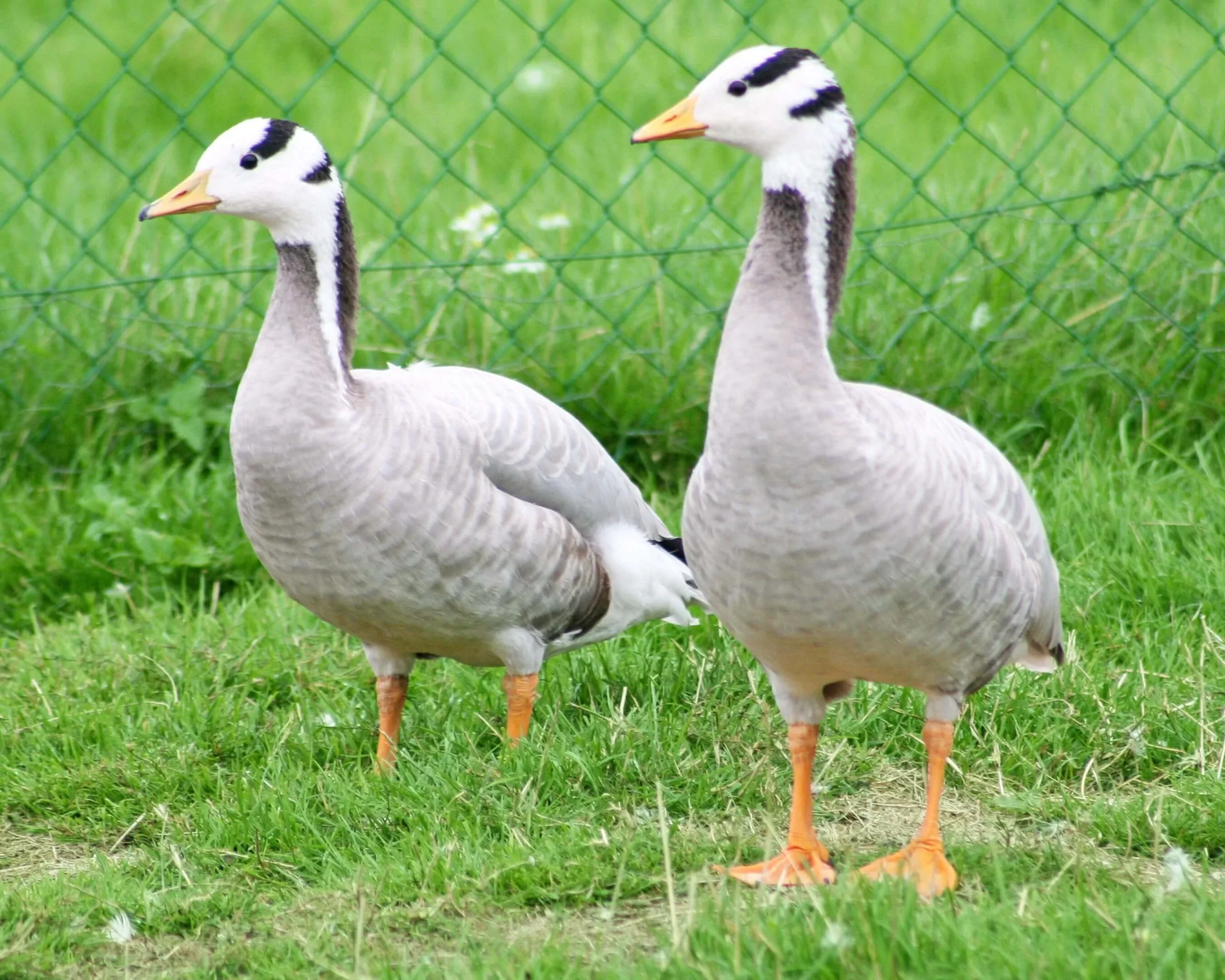 Oie à tête barrée - le couple