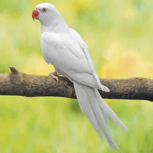 Perruche à collier blanche - le couple
