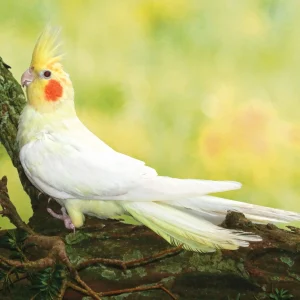Perruche Calopsitte jaune lutinos - le couple