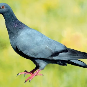 Pigeon Bleu de Gascogne - le mâle