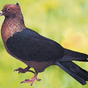 Pigeon Bouvreuil - le mâle