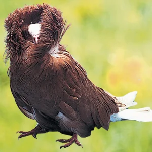 Pigeon Capucin à grande capuche - le mâle