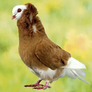 Pigeon Capucin à petite capuche - le mâle