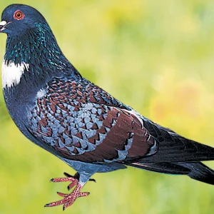 Pigeon Cauchois - le mâle